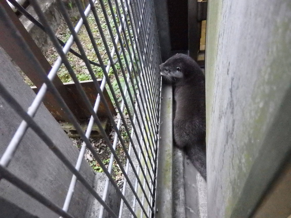 【飼育日誌】otter7-2.jpg