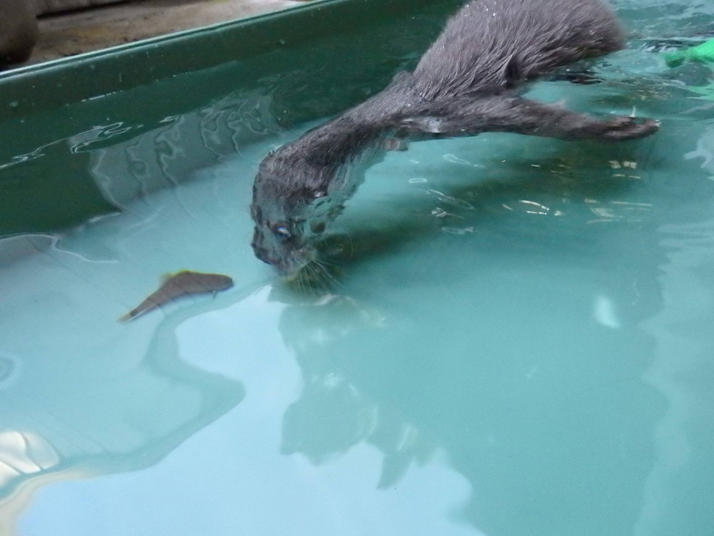 【飼育日誌】otter3-5.jpg