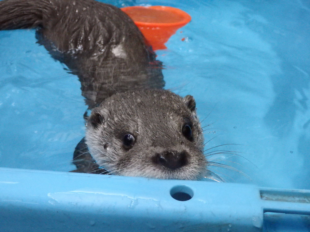 【飼育日誌】otter3-1.jpg