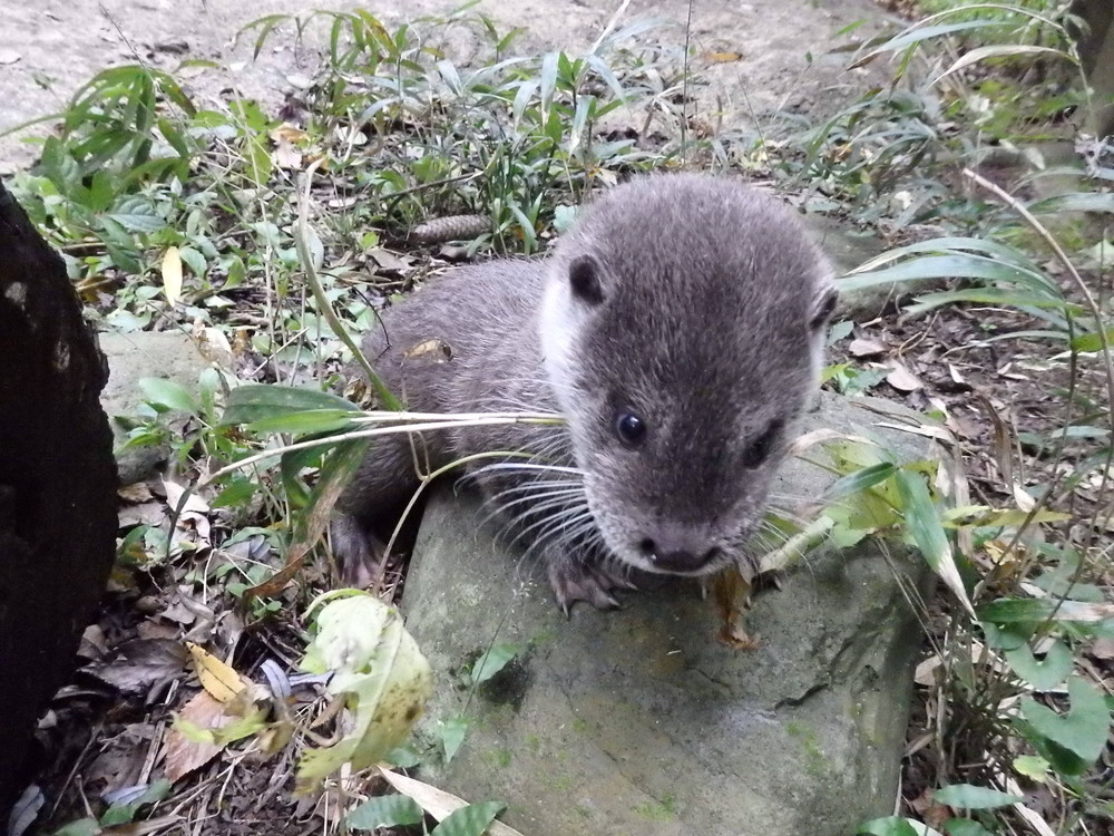 【飼育日誌】otter5-10.jpg