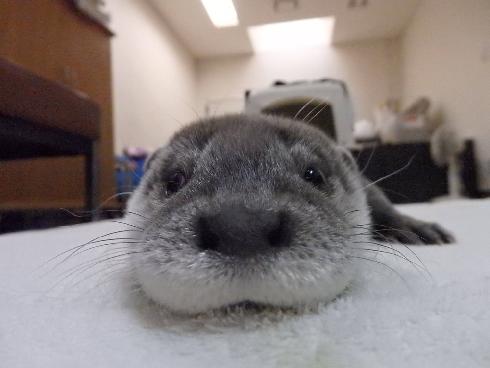 【飼育日誌】otter3-10.jpg