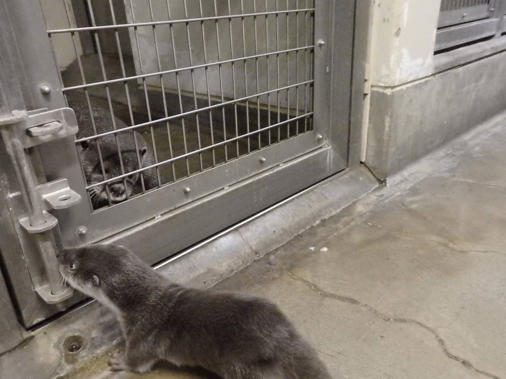 【飼育日誌】otter4-3.jpg