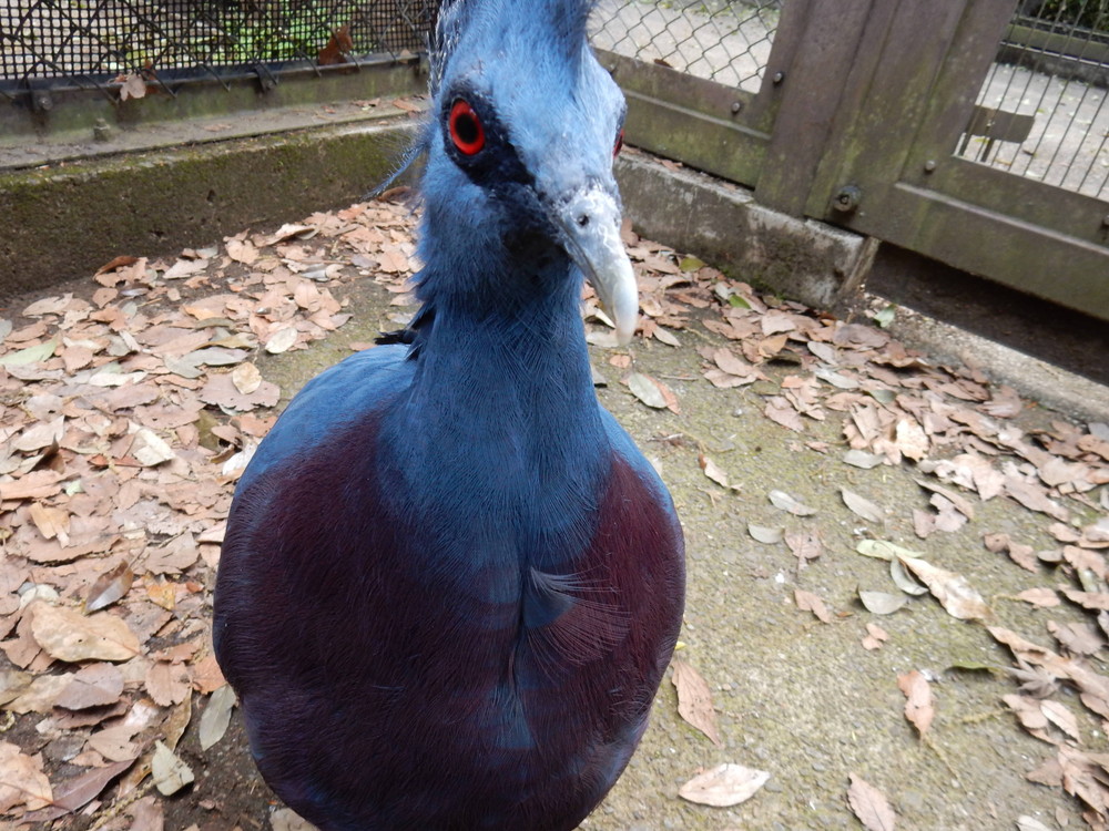 BCオウギ3.jpg