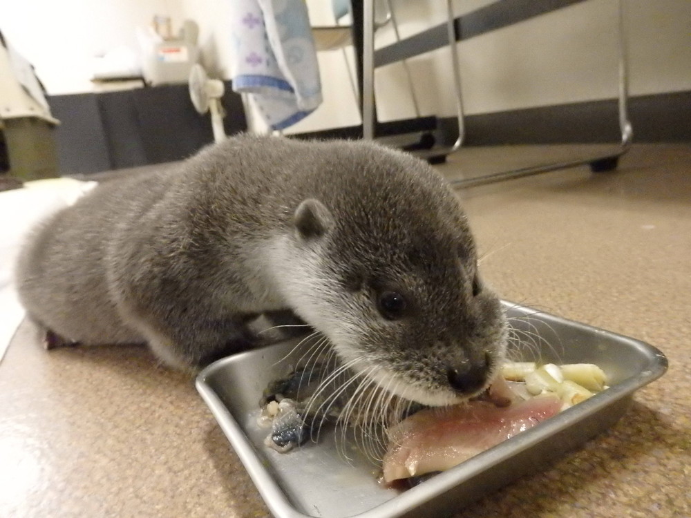 【飼育日誌】otter3-2.jpg