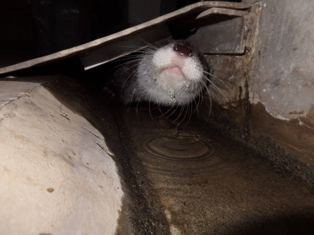 【飼育日誌】otter7-3.jpg