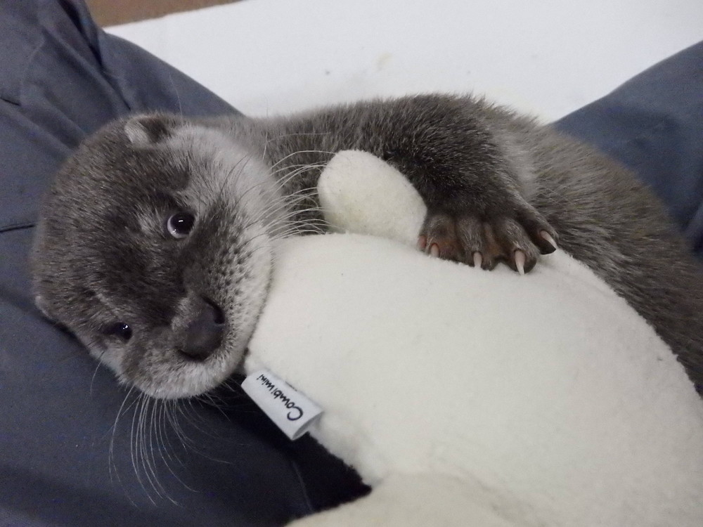 【飼育日誌】otter1-3.jpg