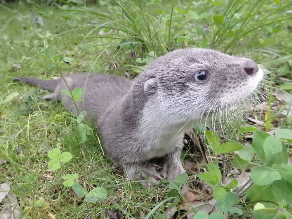【飼育日誌】otter3-9.jpg