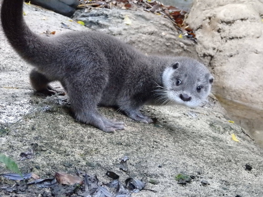 【飼育日誌】otter6-5.jpg