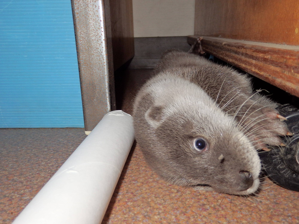 【飼育日誌】otter1-5.jpg
