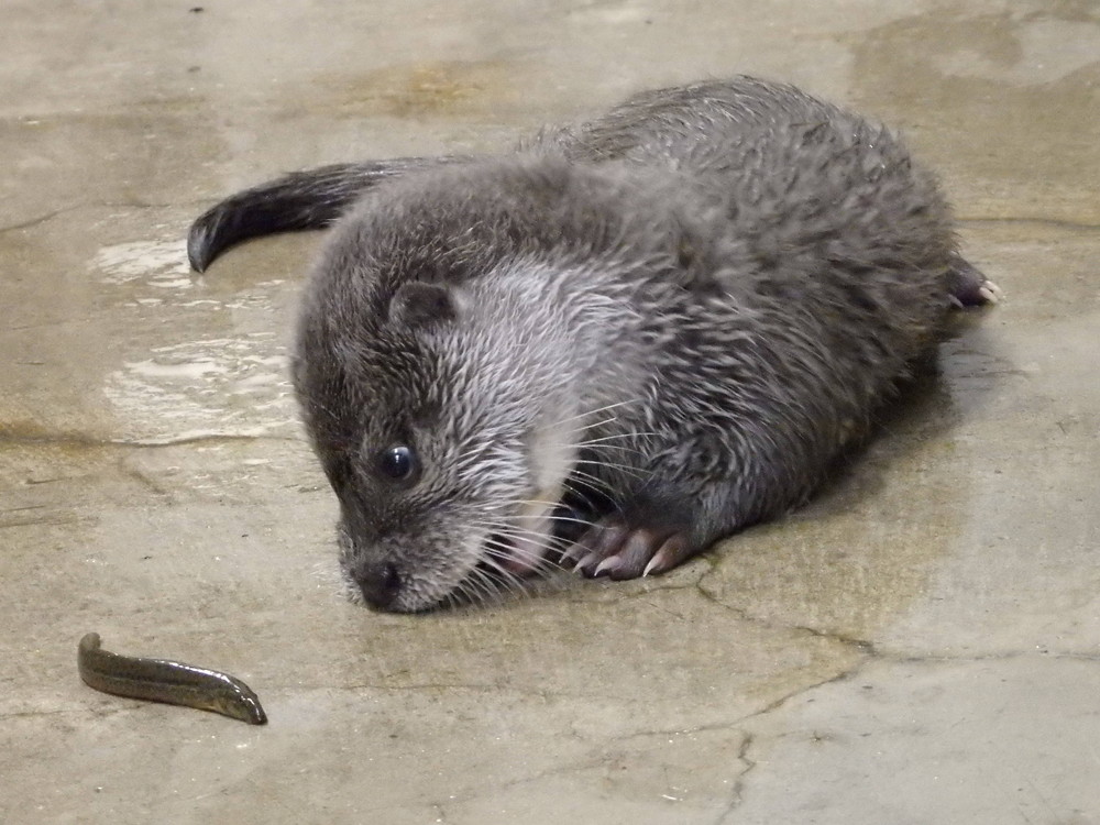 【飼育日誌】otter3-7.jpg