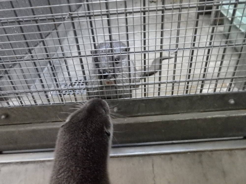 【飼育日誌】otter4-8.jpg