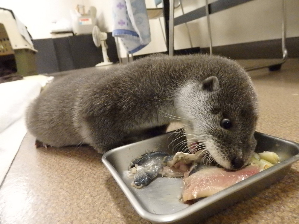 【飼育日誌】otter3-3.jpg