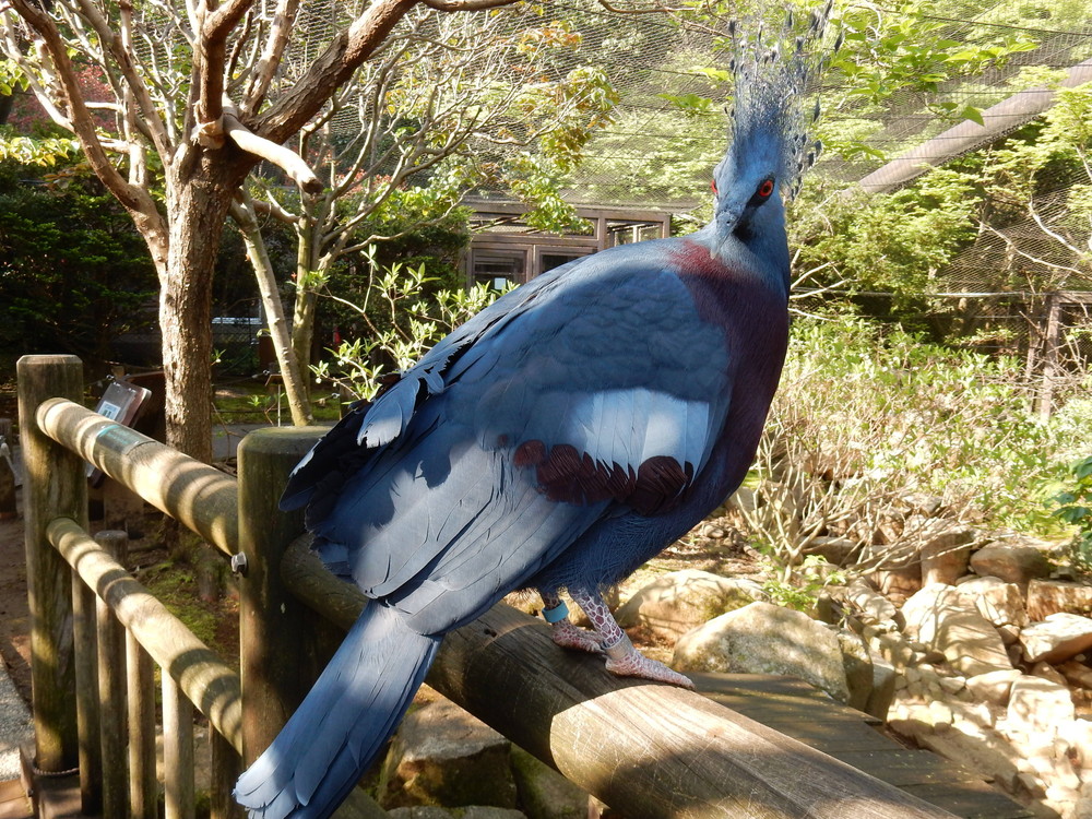 BCオウギ7.jpg