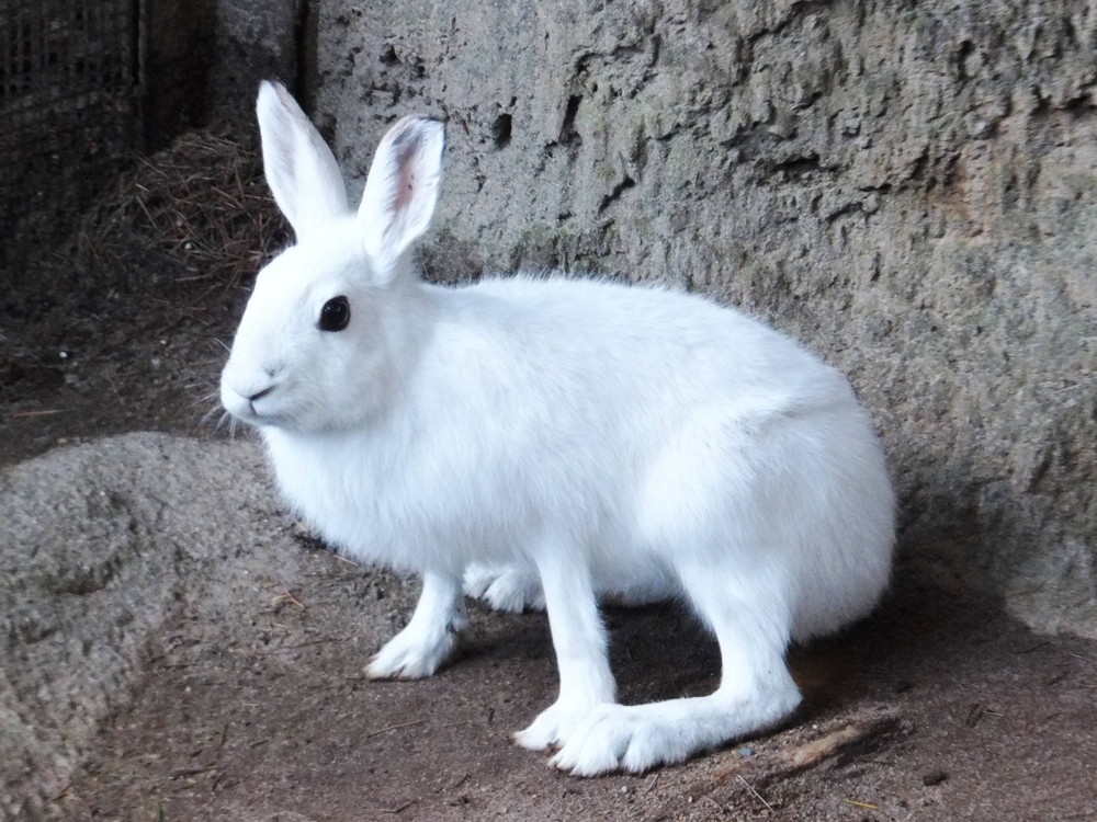 能あるノウサギは・・・♡♡♡♡♡♡♡♡♡♡♡|｜ブログ