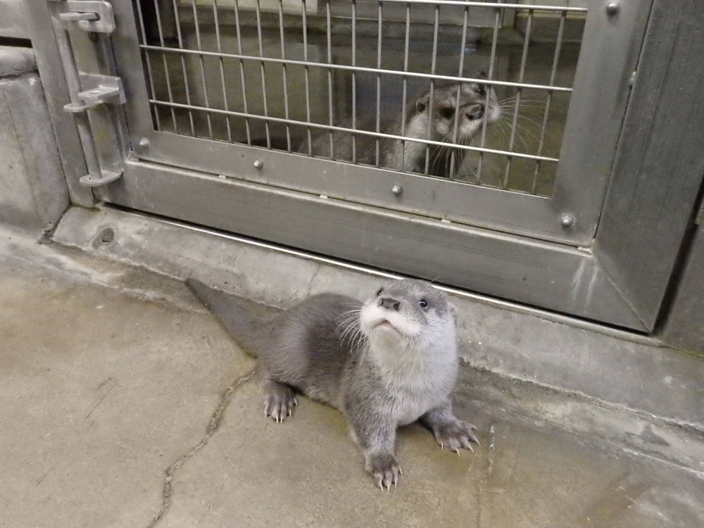 【飼育日誌】otter4-4.jpg