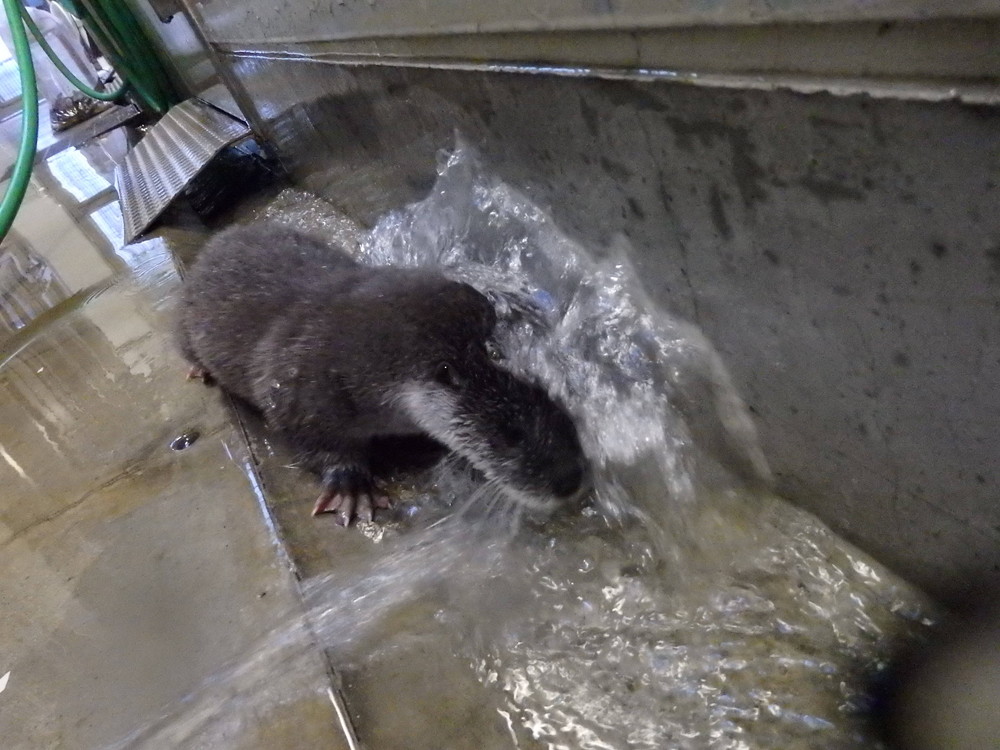 【飼育日誌】otter7-7.jpg