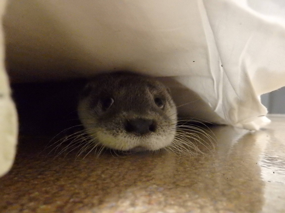 【飼育日誌】otter1-4.jpg