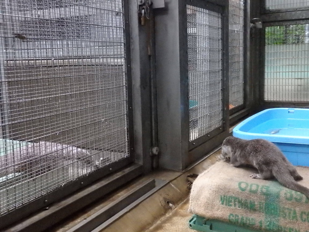 【飼育日誌】otter4-6.jpg