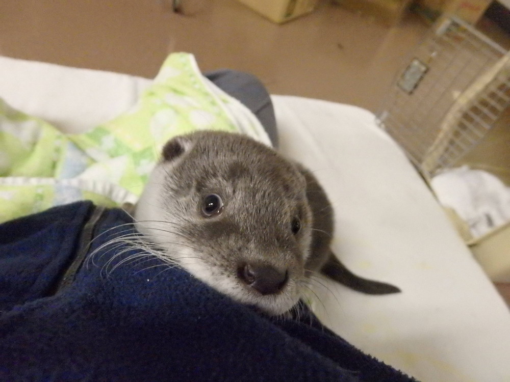 【飼育日誌】otter3-3.jpg