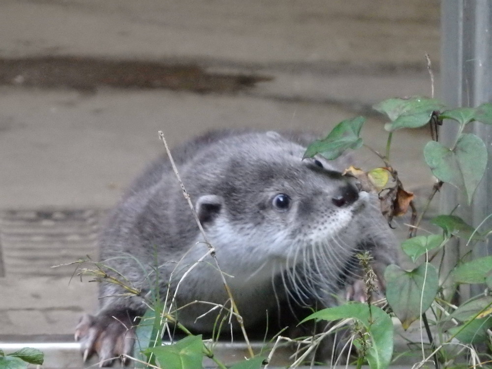 【飼育日誌】otter3-8.jpg