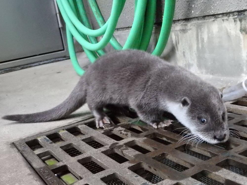 【飼育日誌】otter7-4.jpg