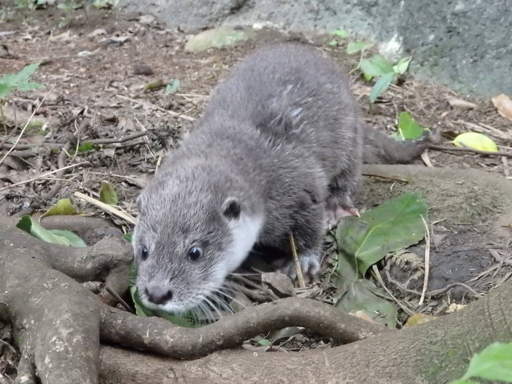 【飼育日誌】otter5-11.jpg