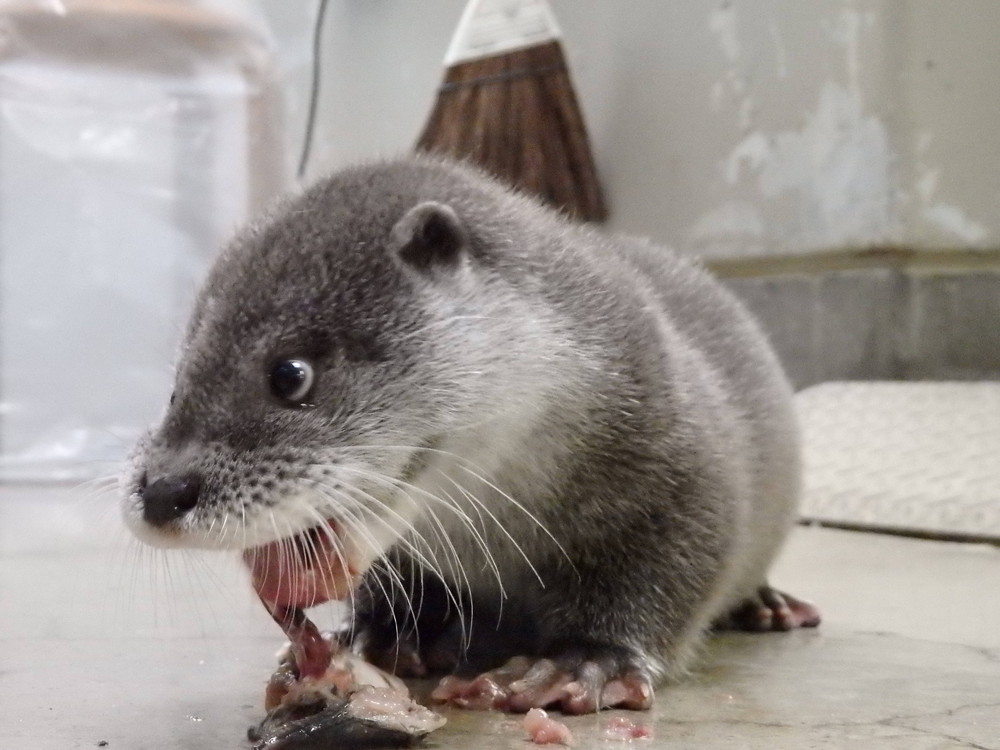 【飼育日誌】otter6-4.jpg