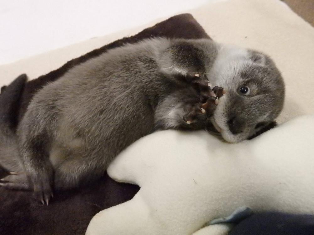 【飼育日誌】otter3-8.jpg