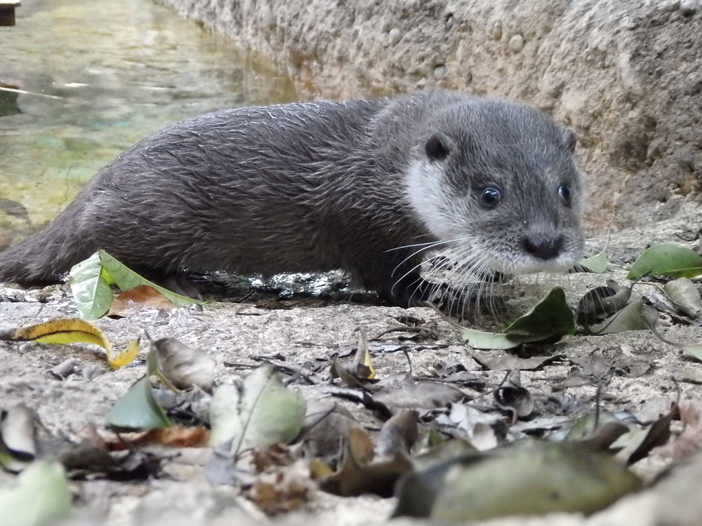 【飼育日誌】otter5-13.jpg