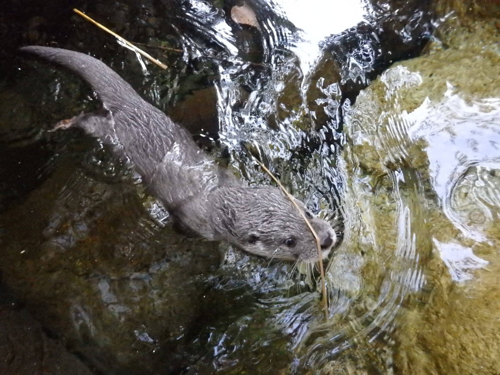 【飼育日誌】otter5-5.jpg