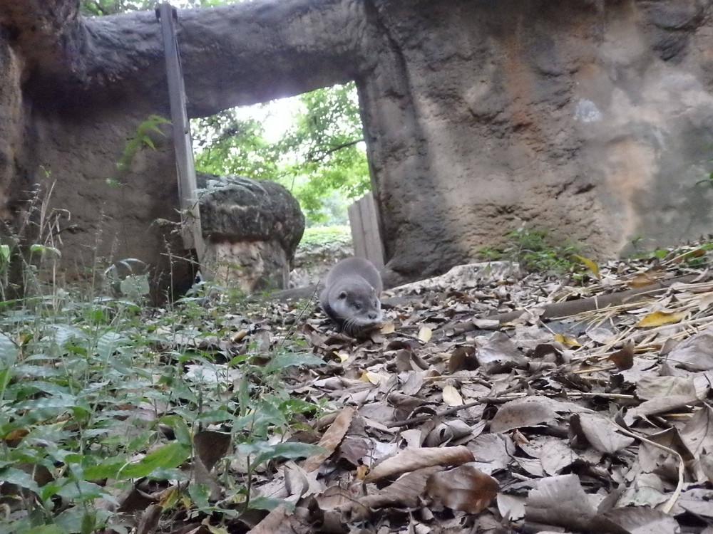 【飼育日誌】otter5-4.jpg