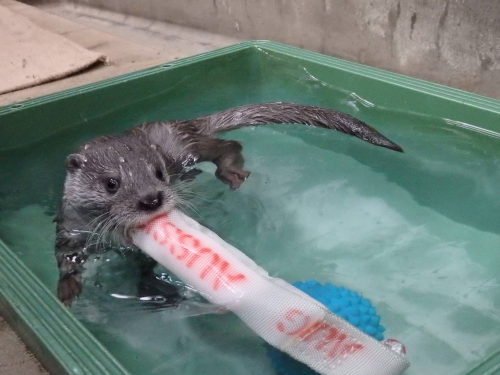 【飼育日誌】otter1-12.jpg