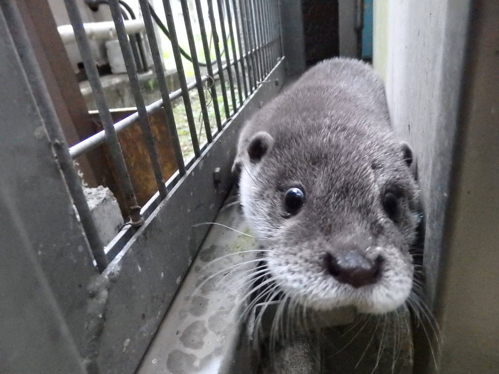 【飼育日誌】otter7-1.jpg
