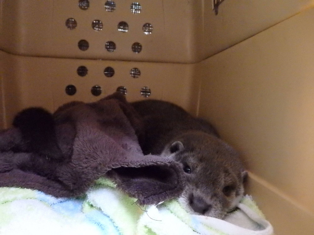 【飼育日誌】otter5-15.jpg