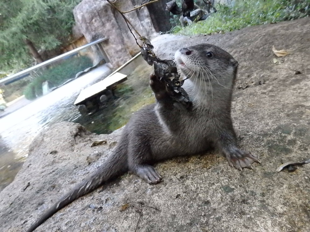 【飼育日誌】otter6-1.jpg