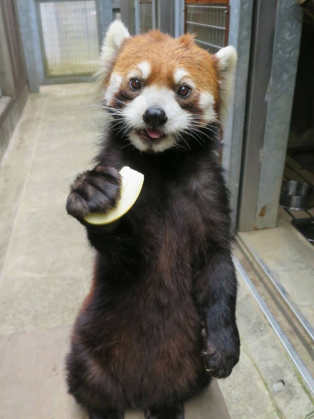 まめたろう3歳 飼育日誌 よこはま動物園ズーラシア公式サイト 公益財団法人 横浜市緑の協会