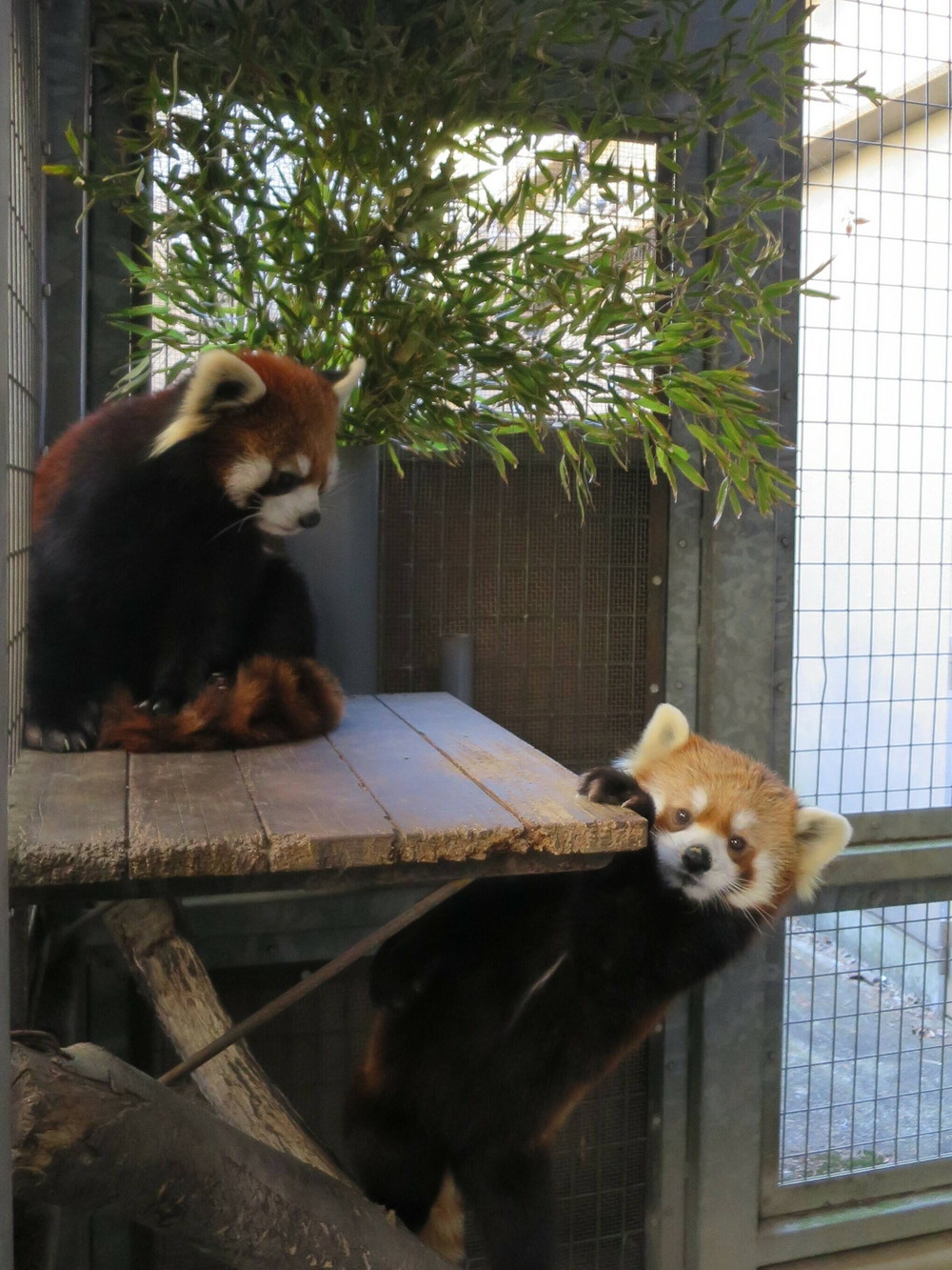 まめたろう3歳☆|飼育日誌｜ブログ|よこはま動物園ズーラシア