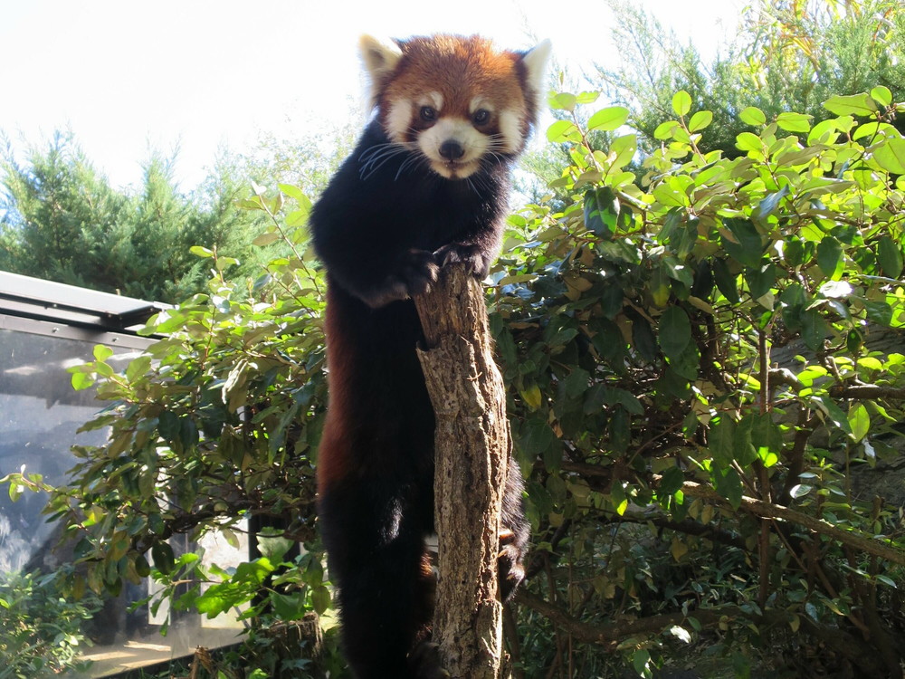 レッサーパンダ まめたろう3歳☆|飼育日誌｜ブログ|よこはま動物園ズーラシア