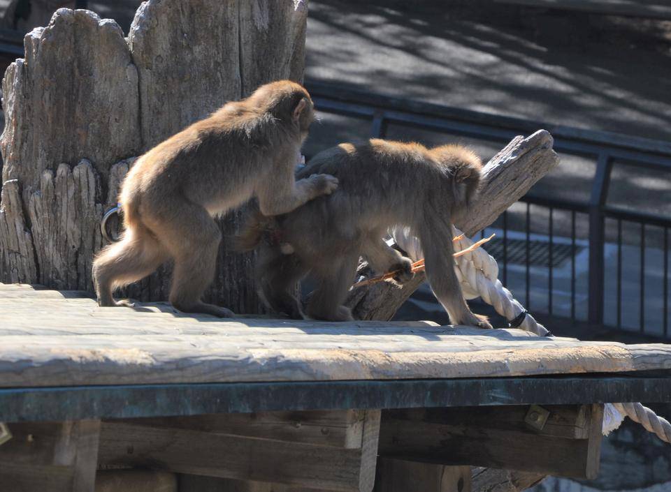 子ザルにちょっかいを掛けられる36.jpg