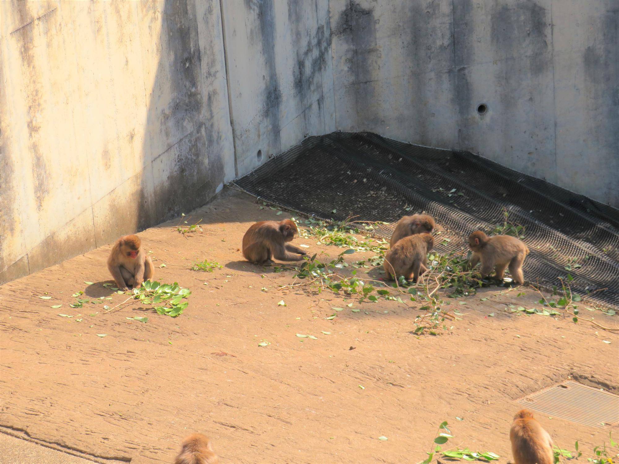 ニホンザルとツバキ (2).jpg