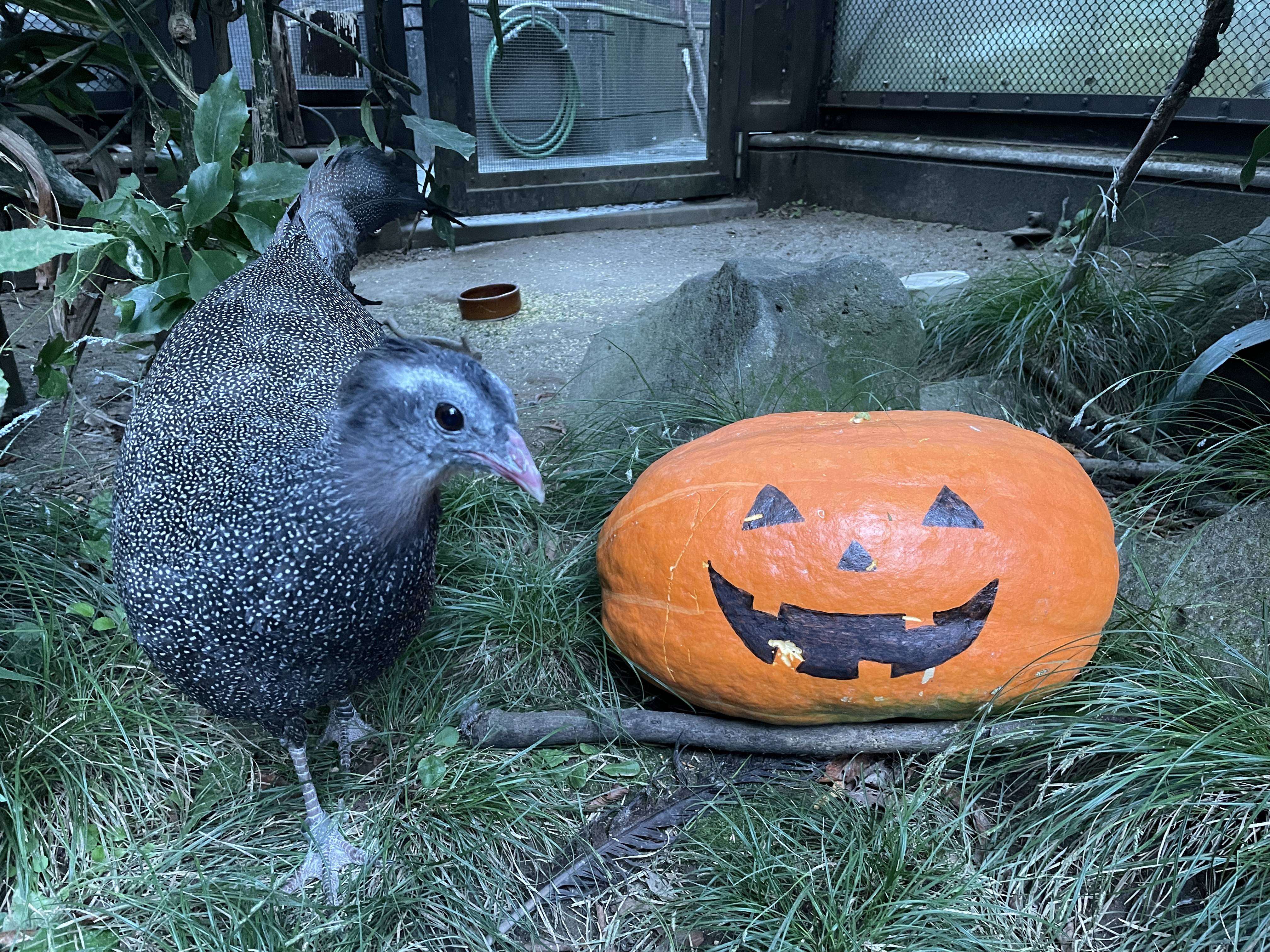 大盛況!!ハロウィン特別ガイドのご報告!㉒.jpg