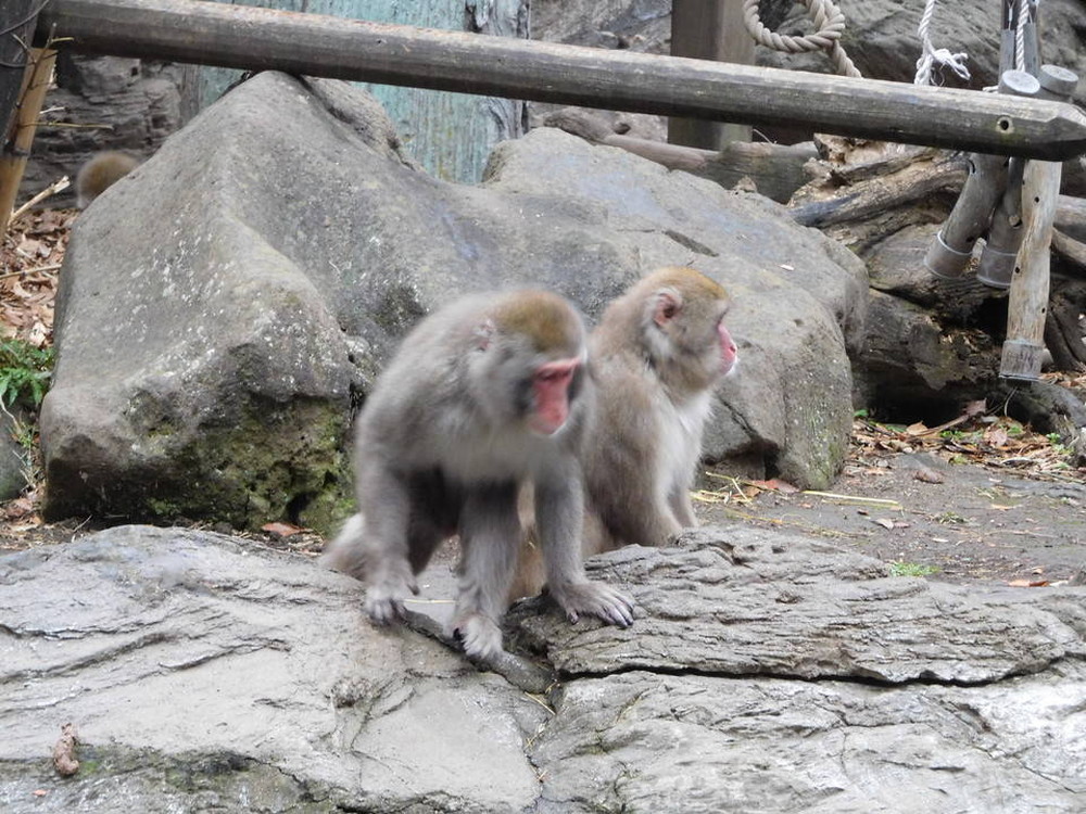 サル.jpg