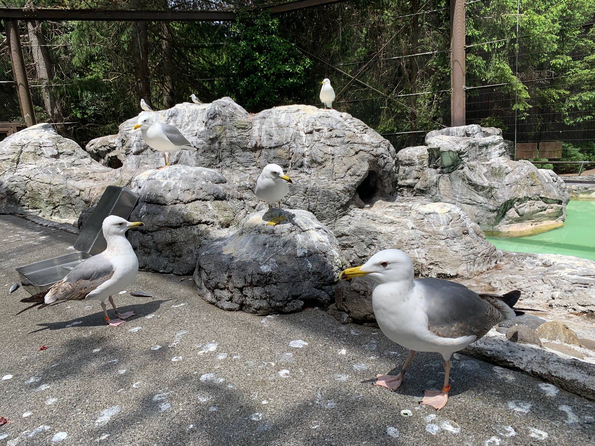 繁殖賞受賞|飼育日誌｜ブログ|よこはま動物園ズーラシア公式