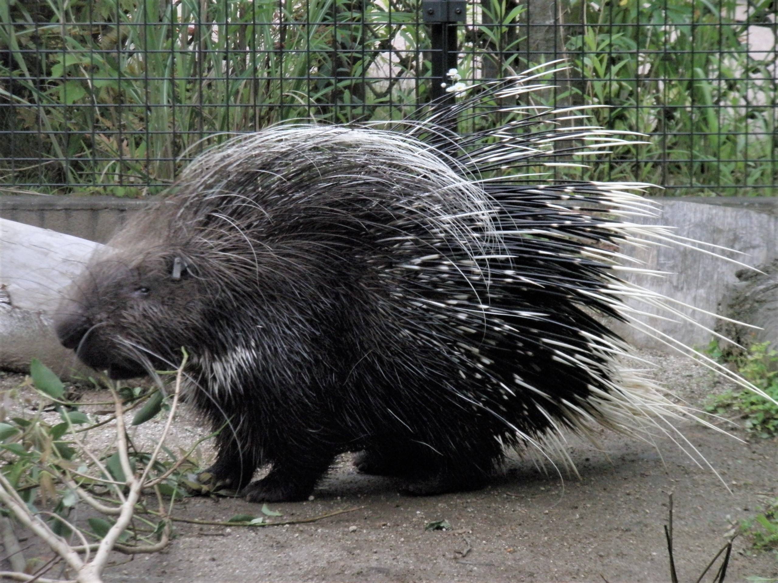 お疲れ様 クリス 飼育日誌 よこはま動物園ズーラシア公式サイト 公益財団法人 横浜市緑の協会