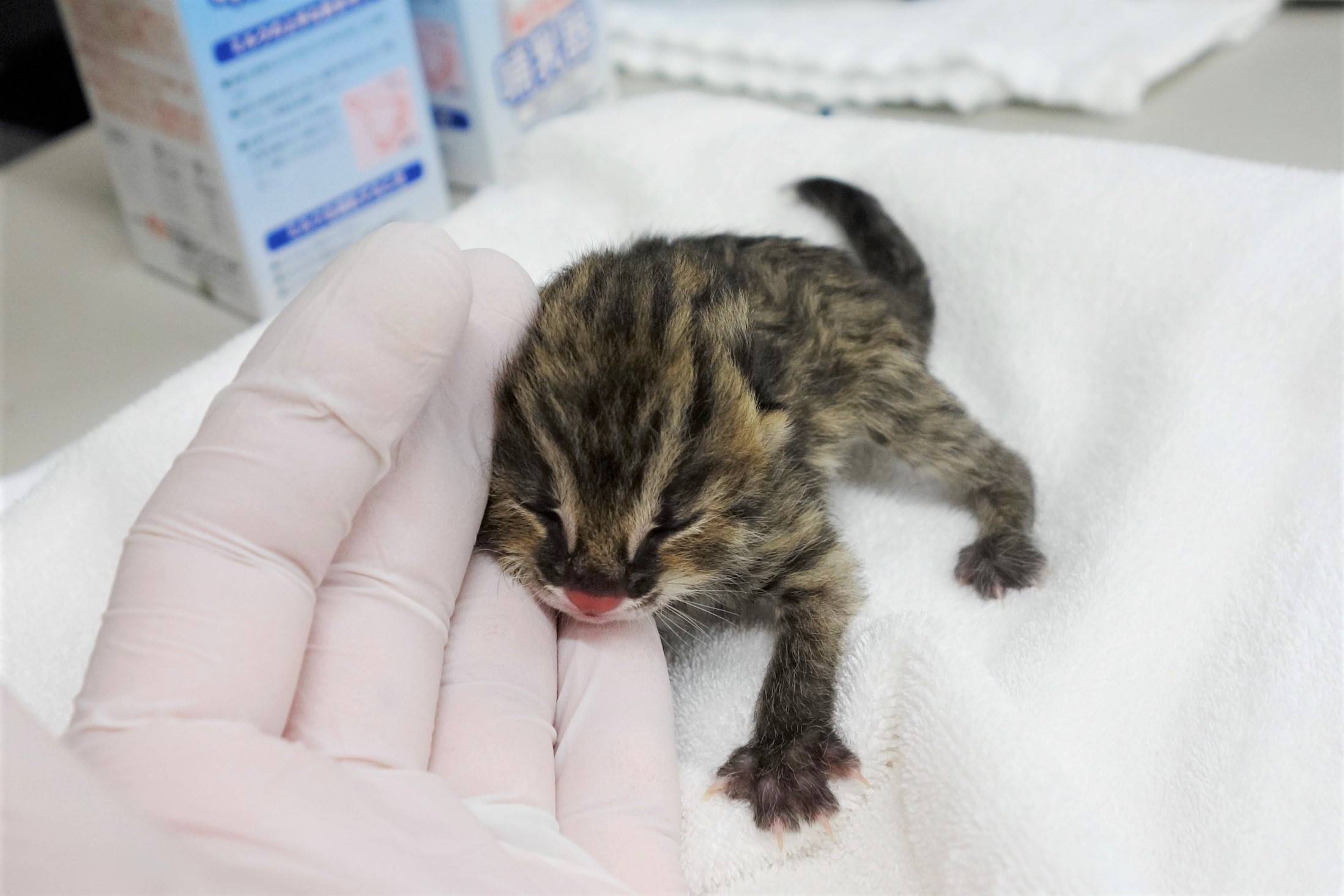 ツシマヤマネコ 赤ちゃん成長記 飼育日誌 よこはま動物園ズーラシア公式サイト 公益財団法人 横浜市緑の協会