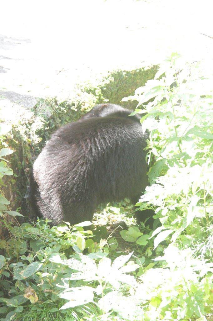 草の中に落ちた餌を探す雪雄