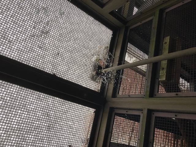 雪のニホンザル (2).jpg