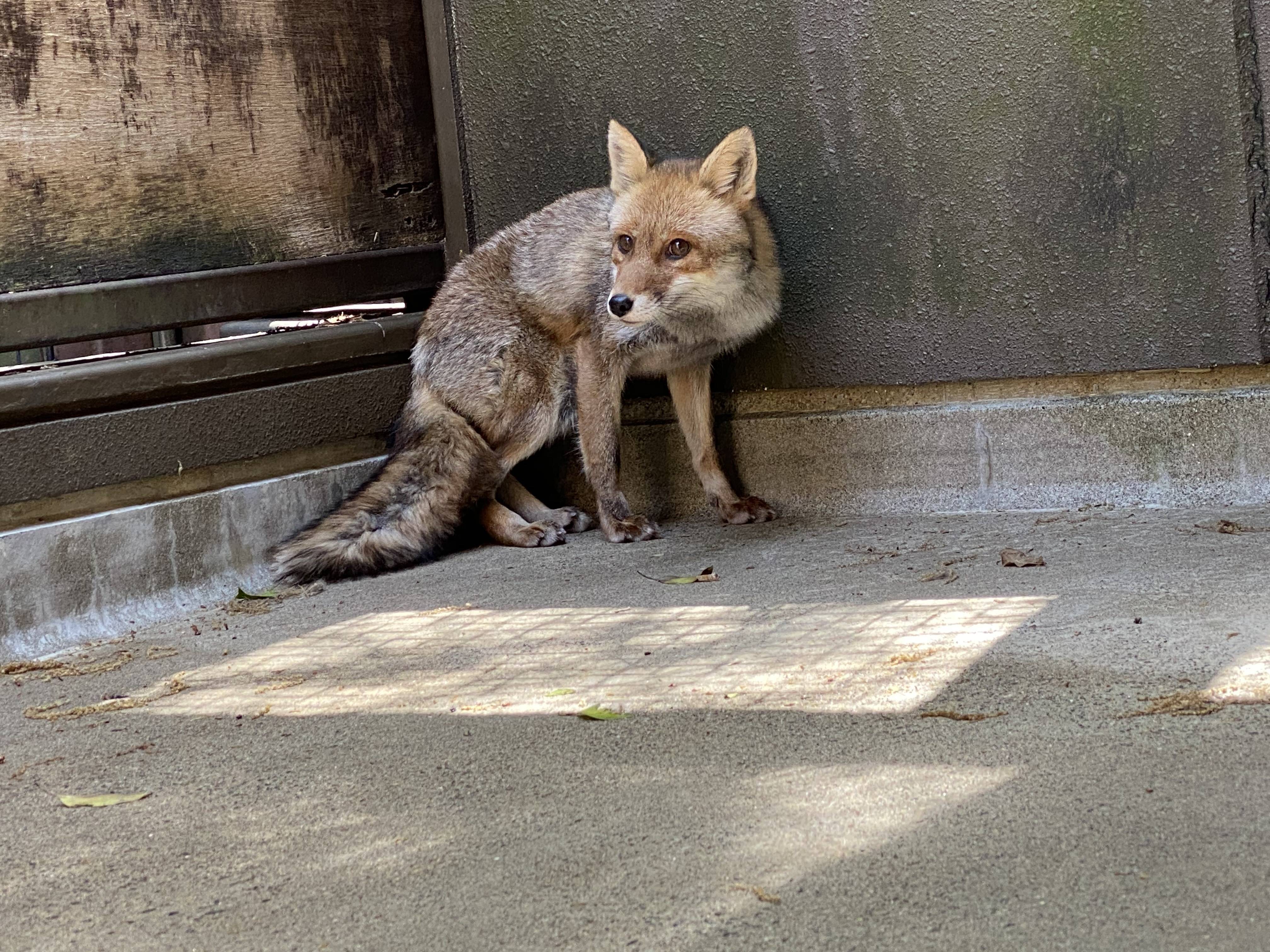 カズオ タヌキ キツネ舎へお引越し 飼育日誌 よこはま動物園ズーラシア公式サイト 公益財団法人 横浜市緑の協会