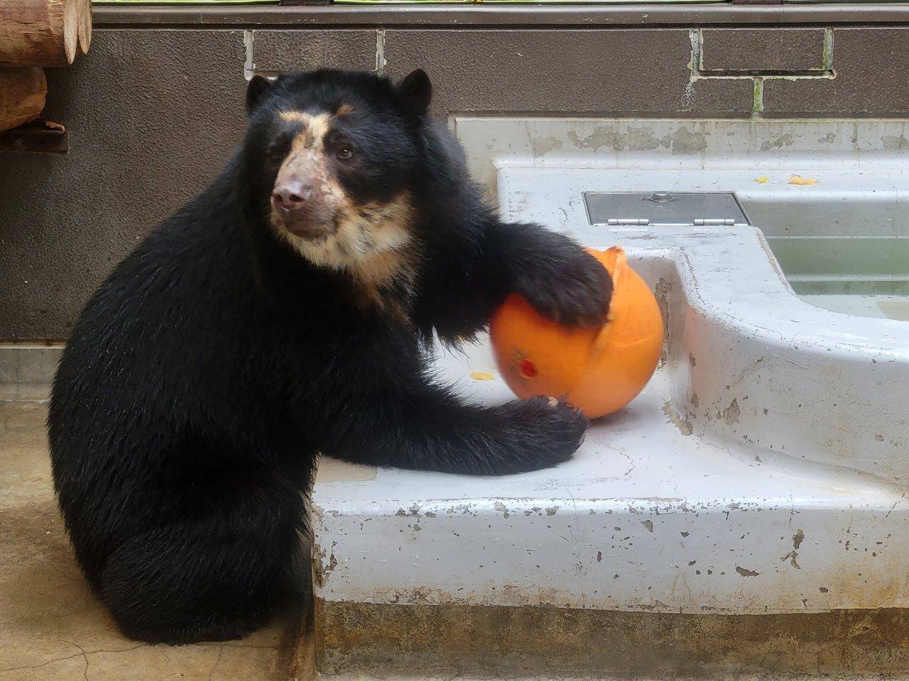 フロートを回転させて、中身を出す雪雄⑤