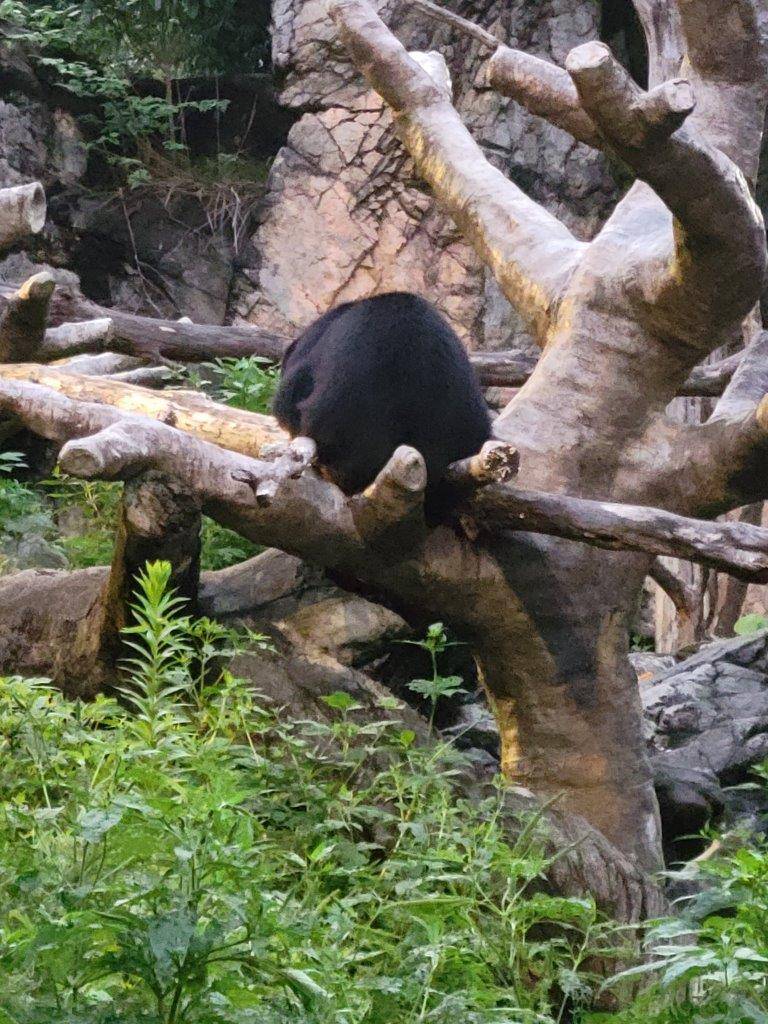 擬木の上で休む雪雄②